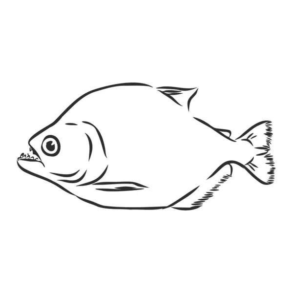 Piranha, sungai ikan predator, tanda, siluet, vektor sketsa ilustrasi - Stok Vektor