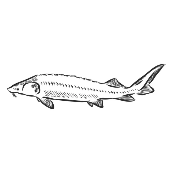 Esturjão, peixe raro para pesca, sinal de caviar preto, silhueta, ilustração de esboço vetorial —  Vetores de Stock