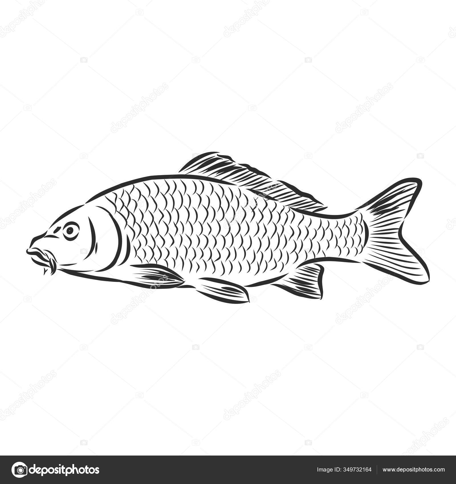 River fish, fishing sign, silhouette, vector sketch illustration Stock  Vector by ©Elalalala.yandex.ru 349732164