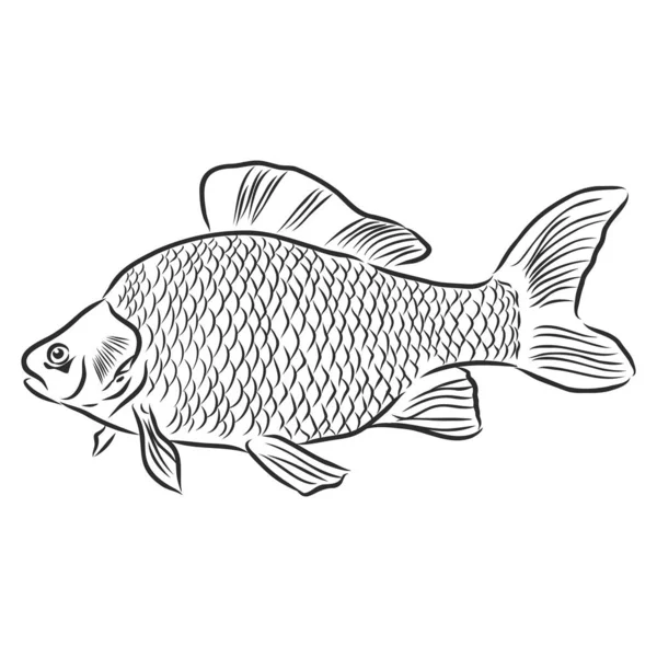 Folyami hal, halászati jel, sziluett, vektor vázlat illusztráció — Stock Vector
