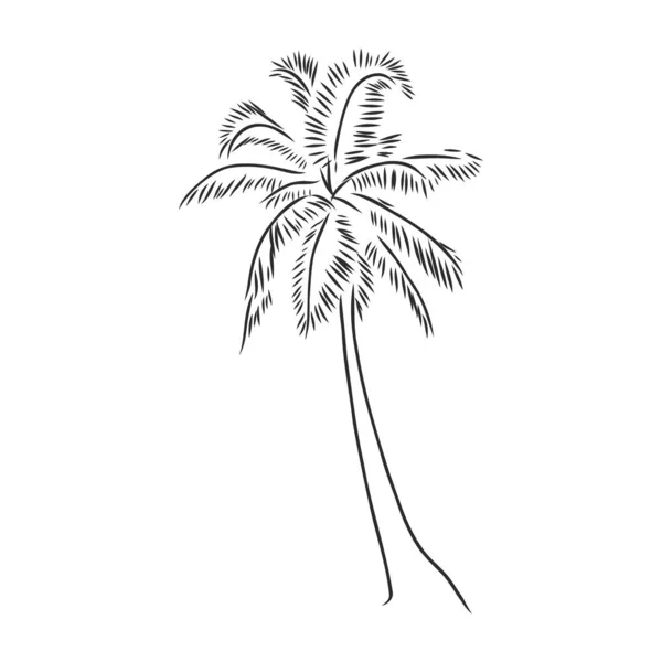 Palm tree , tropical tree on the beach, vector sketch illustration — Stock Vector