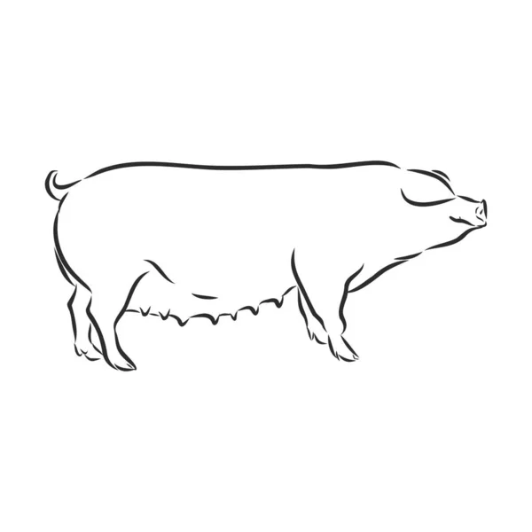 Cerdo doméstico, animal de granja, ilustración de bocetos vectoriales — Vector de stock