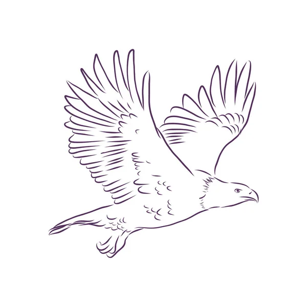 Águila Ilustración Vectorial Dibujada Mano Ilustración Realista Boceto — Vector de stock