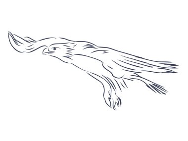 Kartal - el çizimi vektör çizimi gerçekçi taslak çizimi