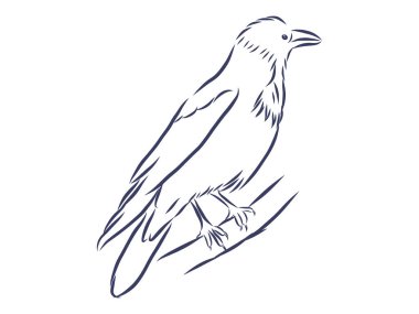 Vektör eli çekilmiş kuzgun. Siyah beyaz çizim. Karganın kaba çizimi.