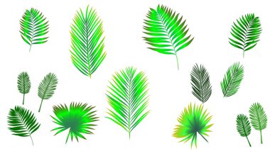 Tropikal palmiye yaprakları, beyaz arka planda siyah siluetler. Vektör