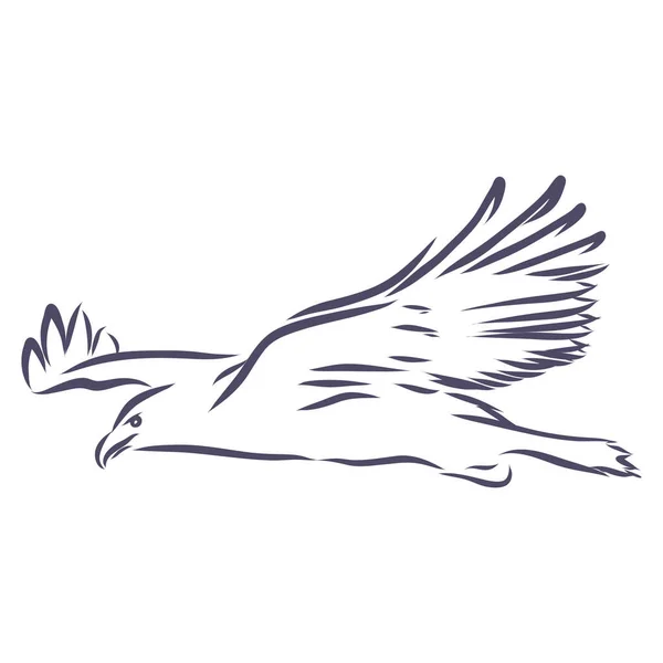 Adler Handgezeichnete Vektor Llustration Realistische Skizze Illustration — Stockvektor