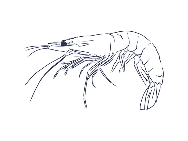 Picture Live Shrimp Hand Drawning Line Sketch Vector — Stock Vector