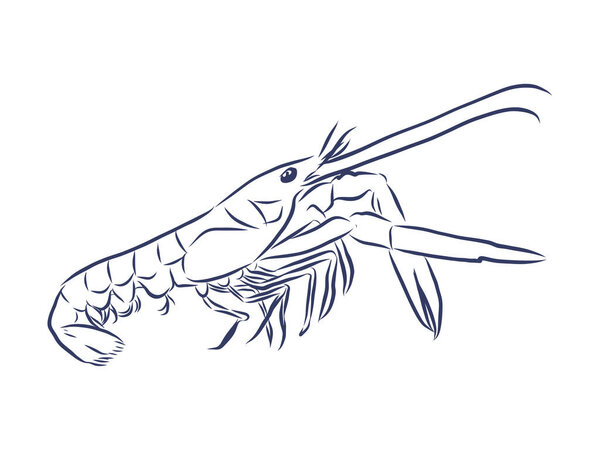 Picture of live shrimp. Hand-drawning. line sketch vector