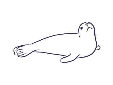 Kürk fok vektörü, beyaz arka planda izole edilmiş hayvan çizimi. Yazdırma, web tasarımı, kartlar, logo kavramı