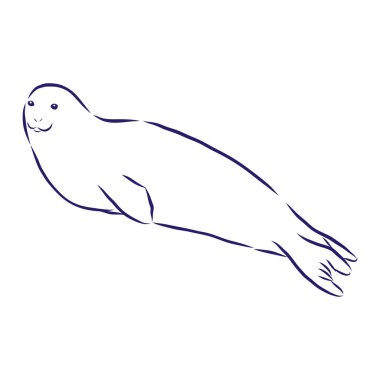 Vektör el, kürk fok ana hatlı karalama simgesi çizdi. Beyaz arkaplanda izole edilmiş baskı, web, mobil ve bilgi grafikleri için kürk mühür çizimi çizimi.