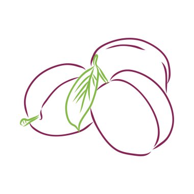 Erik meyvesi. Beyaz arka planda izole edilmiş vektör santrali. Sağlık ve güzellik ürünleri paketi için tasarım. Klasik oyma stili. Siyah mürekkep çizimi.