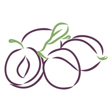 Erik meyvesi. Beyaz arka planda izole edilmiş vektör santrali. Sağlık ve güzellik ürünleri paketi için tasarım. Klasik oyma stili. Siyah mürekkep çizimi.