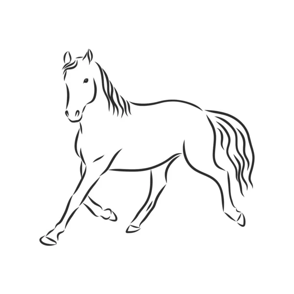 Dibuja Caballo Vector Aislado Sobre Fondo Transparente — Archivo Imágenes Vectoriales