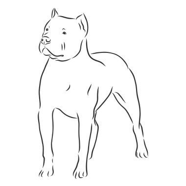 Beyaz arka planda izole edilmiş pitbull köpeği çizimi
