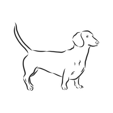 vektör çizimleri elle çizilmiş dachshund, arkaplanı olmayan nesneler