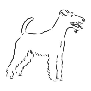 Foxterrier köpek çizimi, vektör çizimi