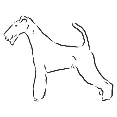 Foxterrier köpek çizimi, vektör çizimi