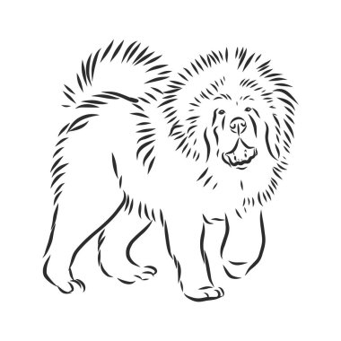 Tibetli Mastiff köpek eli çizimi. Nadir görülen safkan köpek çizimi.