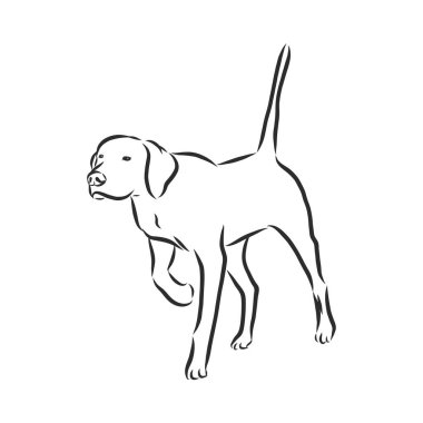 Köpek eli çizilmiş. İşaretçi. Vektör çizimi izole edildi