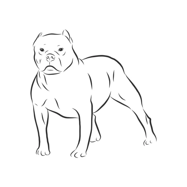 Dibujo Perro Pitbull Aislado Sobre Fondo Blanco — Vector de stock