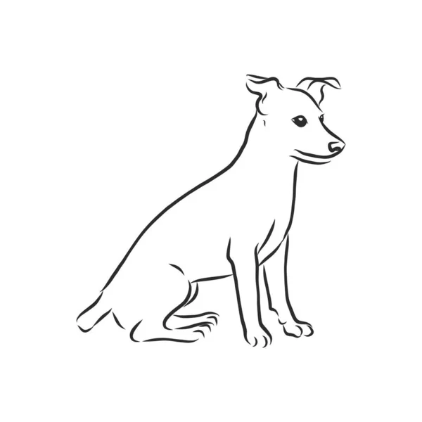 Sevimli Komik Jack Russell Terrier Çizimi Çizimi Vektör Llüstrasyonu — Stok Vektör