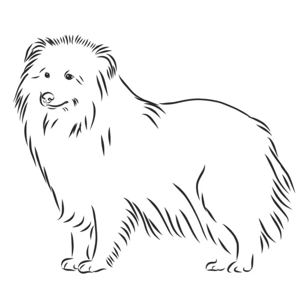 Decoratief Portret Van Staande Profiel Sheltie Shetland Sheepdog Vector Geïsoleerde — Stockvector