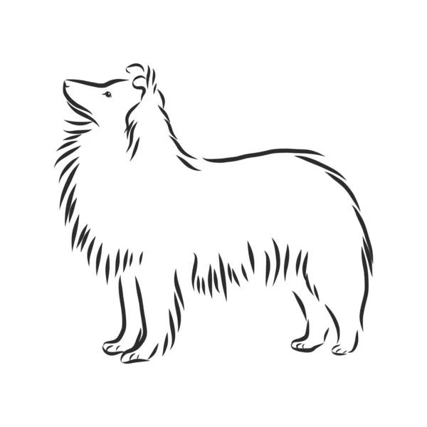 Decoratief Portret Van Staande Profiel Sheltie Shetland Sheepdog Vector Geïsoleerde — Stockvector