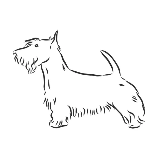 Esbozo Perro Scotch Terrier Ilustración Del Vector Contorno — Archivo Imágenes Vectoriales