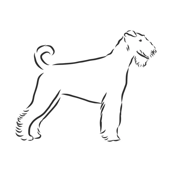 Airedale Terrier Dog Dibujado Mano Ilustración Vectorial — Vector de stock