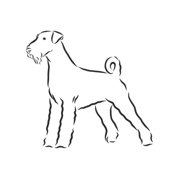 Airedale Terrier Dog Handgezeichnet Vektorillustration — Stockvektor
