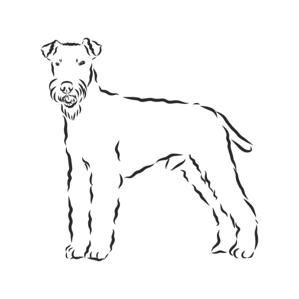 Chien Terrier Airedale Dessiné Main Illustration Vectorielle — Image vectorielle