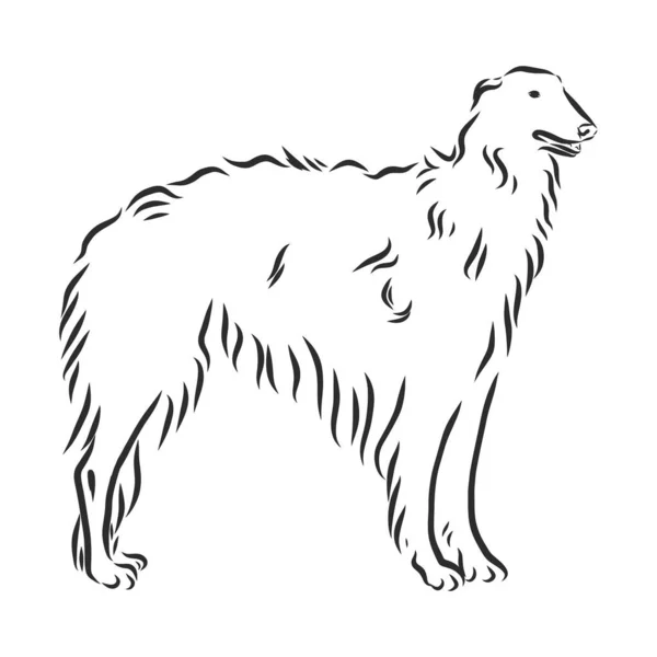 ロシアのボルゾイ 犬のスケッチ 狩猟犬の輪郭ベクトル図 — ストックベクタ