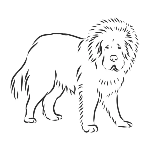 Tibetanska Mastiff Hund Handritad Skiss Sällsynta Renrasiga Hund Illustration — Stock vektor