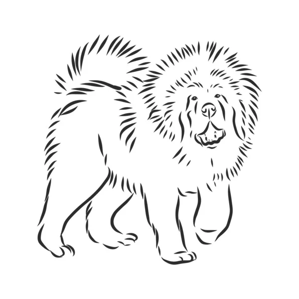 Chien Tibétain Mastiff Croquis Dessiné Main Illustration Rare Chien Race — Image vectorielle