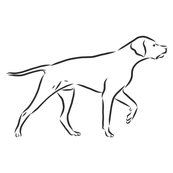 Mano Cane Disegnata Puntatore Illustrazione Vettoriale Isolato — Vettoriale Stock