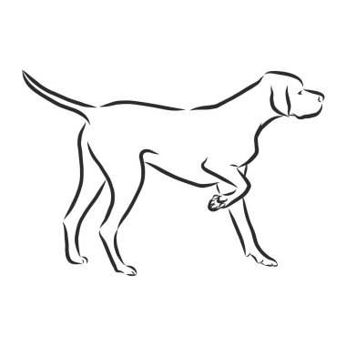 Köpek eli çizilmiş. İşaretçi. Vektör çizimi izole edildi