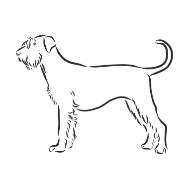 riesenschnauzer köpek çizimi, kontur vektör çizimi