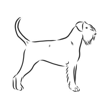 riesenschnauzer köpek çizimi, kontur vektör çizimi
