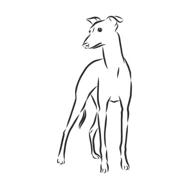 Greyhound, erkek köpek, oymalı illüstrasyon.