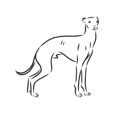 Greyhound, erkek köpek, oymalı illüstrasyon.