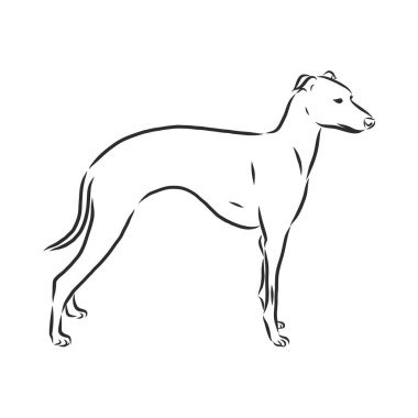 Greyhound, erkek köpek, oymalı illüstrasyon.