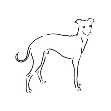 Greyhound, erkek köpek, oymalı illüstrasyon.