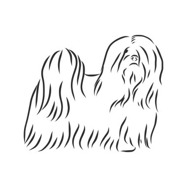Vektör çizimi. Çizimlere göre köpek cinsi Lhasa Apso.
