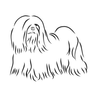 Vektör çizimi. Çizimlere göre köpek cinsi Lhasa Apso.