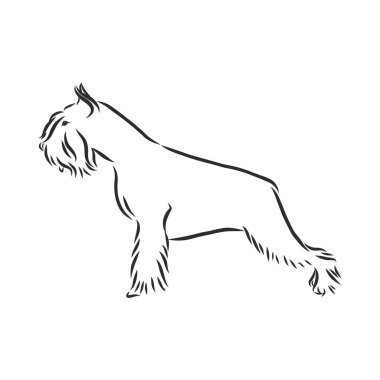 Profil köpeği Minyatür Schnauzer 'in dekoratif portresi, beyaz arkaplanda siyah renkte izole edilmiş vektör illüstrasyonu