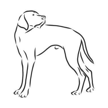 Köpek Şovu etiketleri, amblemleri, ödüller, çizimler ve köpek siluetleri.