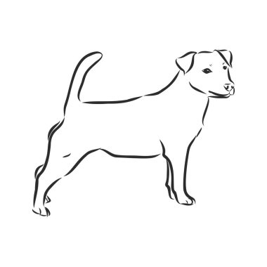 Sevimli komik Jack Russell Terrier 'ın el çizimi çizimi. Vektör İllüstrasyonu
