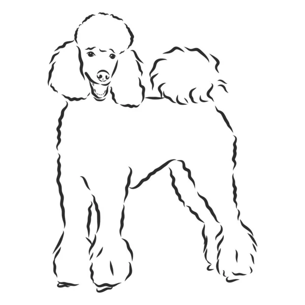 Cão Caniche Ilustração Vetorial —  Vetores de Stock