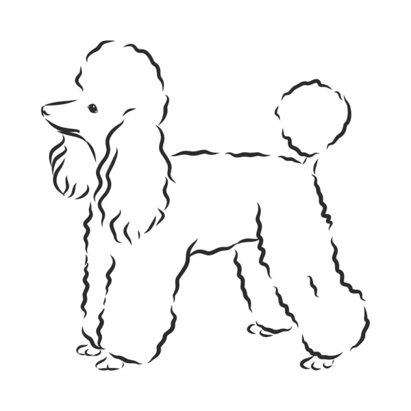Poodle Dog Vector Illustration — Stock Vector